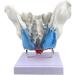 Female Pelvis and Perineum Model - Detailed Anatomical Replica with Removable Organs | Ideal for Educational Use - Buy Online on GoSupps.com
