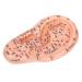 Human Ear Acupuncture Model with Acupuncture Points - Best Ear Massage Therapy Tool for Pain Relief & Wellness - Buy Online on GoSupps.com