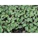 Portal Cool 25G Calabrian Broccoli Seedssprouting seedsrich in antioxidants
