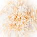 Pandoo 14 Pack Bamboo Cotton Swabs - 2800 Pieces | 100% Biodegradable Vegan Compostable | Eco-Friendly Easter Sticks Without Plastic - Buy Online on GoSupps.com