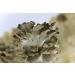 Buy Organic Maitake 93 Mushroom Capsules - 650mg Vegan Powder | Natural Alternative to Extract - Buy Online on GoSupps.com