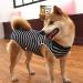 Doton Hospital Suit for Dogs & Cats - Wound Protection Medical Clothing Post-Surgery Gear & Replacement Collar (XXL Blue Striped) - Buy Online on GoSupps.com