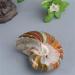 SOEJJWKP 1pc Original and Natural Stone Ammonite 200g-700g Suitable for Furniture Decoration WEISHENYIN 1pc 305g-400g - Buy Online on GoSupps.com