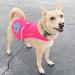 SafetyPUP XD Dog Safety Vest | Pink | Fits Dogs 14-130 lbs | Premium Safety Gear for Pets - Buy Online on GoSupps.com