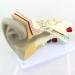 Educational Model Otolaryngology Auditory System Model Medical Human Ear Model Inner Ear Inner Ear Suitable for Teaching Equipment Medical Research