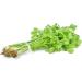 Chinese Celery 800+ Seeds, Dark Green Leaf Celery Nan Ling Celery Apium graveolens, Non GMO Seeds