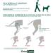 Ortocanis - Knee Brace for Dogs with Ligament Rupture and Patella Luxation Size XXS Right Leg Right leg Size XXS - Buy Online on GoSupps.com
