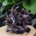 Natural Purple Phantom Quartz Stone Cluster Crystals Ornament 500g-650g 1pc HOMEZHOU 1PC 500g-650g - Buy Online on GoSupps.com