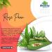 Sweet paan (Rose Paan) - Buy Online on GoSupps.com