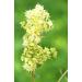 Khadi Light Brown Plant Hair Color - 100% Natural & Vegan Lively Reddish Reflex Certified Organic 100g - Buy Online on GoSupps.com