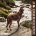 Fitmin Medium Maxi Maintenance Lamb with Beef | Dry dog food | With lamb and beef | 74% animal raw materials | For adult dogs of medium and large breeds | 12 kg or 2.5 - Buy Online on GoSupps.com
