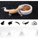 Reptile Food Water Dish Worm Bowl Mealworm Feed Feeder Mini Reptile Food Bowl Ceramics Made (L) - Buy Online on GoSupps.com