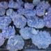 Natural Crystal Rough Home Decoration 1pcs 300-700g Rare Beautiful Blue Ghost Phantom Quartz Crystal Cluster Specimen Stones (Size : 400-500g) - Buy Online on GoSupps.com