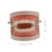 Buy Solustrie Dental Study Model for Kids | Educational Teeth & Oral Cavity Teaching Toy - International Shipping Available - Buy Online on GoSupps.com