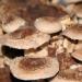 MycoVital Organic Shiitake Mushroom Powder Capsules - 93 Vegan 450mg - German Cultivation 100% Pure & Additive-Free - Buy Online on GoSupps.com