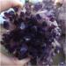 Crystal Natural Amethyst Cluster raw Stones geode Reiki Quartz Crystal Minerals Gemstone Remove Negative Crystal Household - Buy Online on GoSupps.com