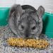 Vitakraft Chinchilla Treat with Honey Flavor & Added Calcium - 2 Sticks - Buy Online on GoSupps.com