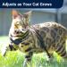 Buy Large Outdoor Bengal Cat Dishes & Leash Set - Outbreak-proof Non-Choking Adjustable Soft Vest for Large Cats - Buy Online on GoSupps.com