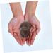 Beaupretty Fitness Handball Massage Handles - Stress Relief & Meditation Balls for Players | International Shipping - Buy Online on GoSupps.com