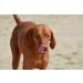 Dog Food | Dog Sausage | Cat Food | Cat Sausage | High Meat Sausage (12x 1kg Beef) - Buy Online on GoSupps.com