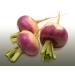 250 Seeds to sow Le Grenier dAbondance Early Turnip Auvergne Rave Rapum - Buy Online on GoSupps.com