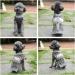 Shop ABRRO Christmas Dog Sweater | Warm & Cozy Pet Sweaters for Small & Medium Dogs | XXL Polar Bear Design - Buy Online on GoSupps.com