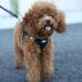 Suredoo Reflective Dog Harness & Leash for Small Dogs Puppies & Cats - Anti-Train Design Black Size S | International Shipping Available - Buy Online on GoSupps.com