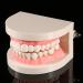 Buy Standard Tooth Model - PVC Dental Study for Adult Demonstration Teeth | International Shipping Available - Buy Online on GoSupps.com