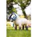 LeMieux Mini Toy Pony - Dream - Buy Online on GoSupps.com