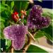 ROUPWKWO Amethyst Stone 30G Natural Amethyst Crystal Cluster Butterfly Fairy Specimen Decoratio - Buy Online on GoSupps.com