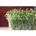 Broccoli Microgreens Seeds 8 oz Bag - Antioxidant-Rich Superfood | COOL BEANS n SPROUTS - Buy Online on GoSupps.com