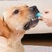 Pack of 4 Finger Toothbrushes for Dogs - Dental Care for Small Medium & Large Breeds - Buy Online on GoSupps.com