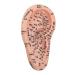 Ear-acupuncture model PVC clear lettering versatile soft human acupuncture point model flexible for home use for the lessons
