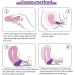 Fenyw Menstrual Disk - Reusable Soft Silicone Menstrual Disc & Tampon Alternative (Purple S+L) - Buy Online on GoSupps.com