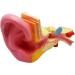 Ear Anatomy Magnified Model Biological Teaching 5 Times Natural Large Cochlea Model External Middle and Inner Ear Demonstration Teaching Aids - Buy Online on GoSupps.com