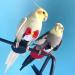 Medium Black Bird Diaper Harness Flight Suit with Leash for Parrots Cockatiel - Bird Training Nappy Suit Liners - Buy Online on GoSupps.com