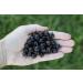 Premium Ponthier Black Currant Puree - 6x1kg for Smoothies Sorbet & Muesli Topping | International Shipping - Buy Online on GoSupps.com