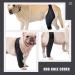 ORFOFE Puppy Knee Leg Supplies Dog Leg Braces for Hindleg Dog Leg Cover Knee for Dogs Dog Knee Cover Dog Injured Knee Dog Foreleg Brace Dog Leg Knee S As Shown - Buy Online on GoSupps.com