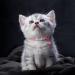 Tagme 2er-Pack Reflective Cat Neck Band with Name & Address Shield for Kittens - Adjustable 15-20 cm - Pink - Buy Online on GoSupps.com