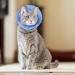 Lufeis Adjustable Cat Cone Collar for Recovery - Soft Elizabethan Collar for Cats & Puppies - Prevent Biting & Licking - Size Medium - Buy Online on GoSupps.com