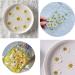 50pcs Natural Dried Daisy Flowers - Vacuum Packed for Decoration & Jewelry Making (5 Colors) - Buy Online on GoSupps.com