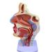 Mouth Nose Throat Pharynx Education Human Body ENT Model Study Model Pathology Nose Throat Model Enlarge The ical Model A+a