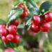 Nature's Answer Cranberry 800 mg - 90 Vegetarian Capsules for Urinary Health - Buy Online on GoSupps.com