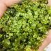 100g Natural Peridot Quartz Crystal Stone Rock Chips LuckyNatural Stones Minerals th Decoration Furnishing Natural Stones Reiki Crystal Stone - Buy Online on GoSupps.com