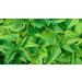 Indigo Herbs Nettle Root Powder 100g - Urtica dioica | Vegan & Non-GMO - Buy Online on GoSupps.com