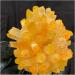 Phantom Quartz Crystal Cluster Specimen (Size : 500-550g) - Buy Online on GoSupps.com