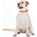 Unique Style Paws Summer Rosa Strawberry Dog Collar - Wide Fly Chain for Small to XL Dogs - Perfect Gift for Pet Lovers - Buy Online on GoSupps.com