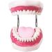 Teeth teeth model with teeth toothbrush with removable teeth for lessons model dental care model body model body model simulated