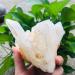 Crystal 200g-2000g Rough Natural Clear Geode Quartz Cluster Crystal Specimen Stone 1pc Suitable for Home Office Decoration Crystal Cluster (Color : 1320g-1500g 1pc) - Buy Online on GoSupps.com