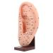 ULTECHNOVO 1pc Ear Massage Model Models for Adults Ear Reflex Massage Model Demonstration Ear Model Adult Ear Model Ear Model with Base Ear Acupoint Learning Model Ear Display Model